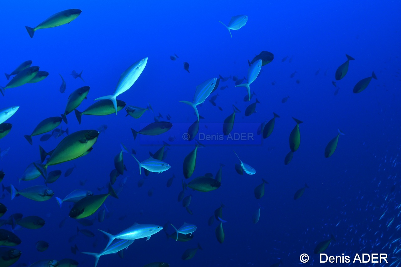 Naso hexacanthus Elagatis bipinnulata rainbow runner Au large Batuata Island-35m-20180603-Denis-ADER-DSC_3645_tn.jpg